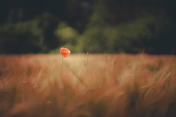 Solitary wildflower in grassy field, selective focus
