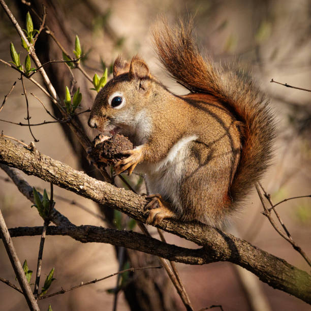 Squirrel at Cuyahoga Valley National Park