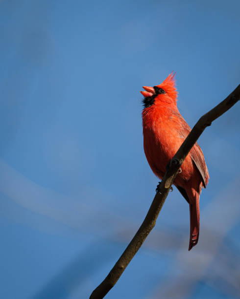 Free Stock Photo of Vibrant red cardinal sitting on a branch with green ...