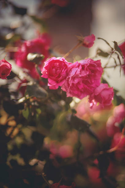 Withered roses on wooden