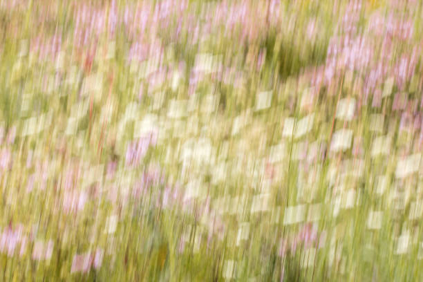 A blurred landscape of blooming pink and white flowers in the prairie on a summer day using the ICM technique.