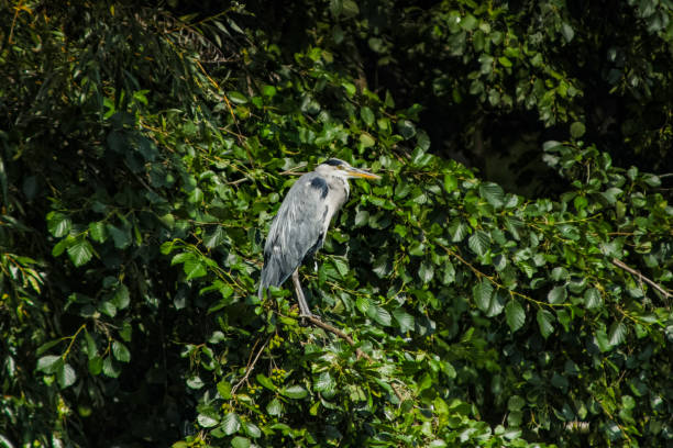 istock Grey Heron Perching on Branch of a Tree 2167443102