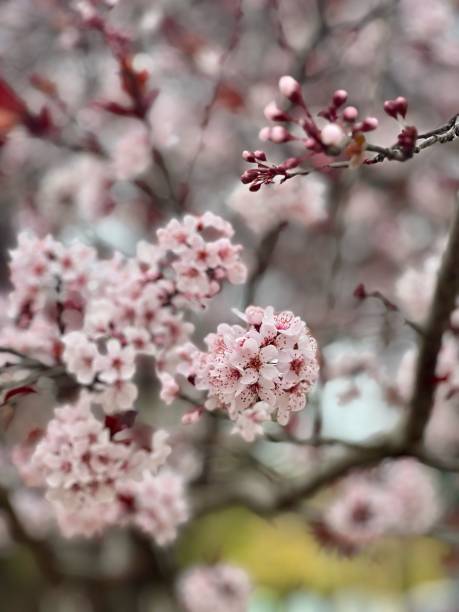 istock Plum Tree in Full Bloom with Vibrant Pink Flowers 2167443628