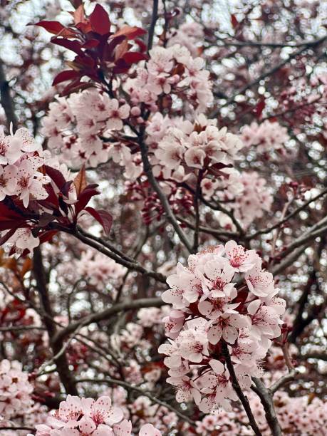 istock Plum Tree in Full Bloom with Vibrant Pink Flowers 2167444165