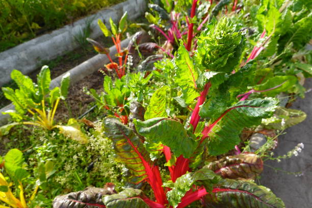 istock Brightly Colored Rainbow Chard in a Lush Greenhouse Garden 2167444841