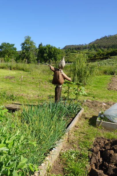 istock Scarecrow Overlooking a Raised Garden Bed in a Rural Field 2167445167