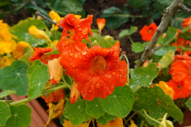 Close-up of bright orange nasturtium flowers covered in dew drops, showcasing their vivid color and fresh garden setting.