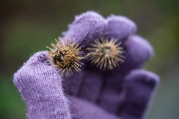 Dry arctium lappa, commonly called greater burdock, gobo, edible burdock, lappa, beggar's buttons, thorny burr, or happy major is a Eurasian species of plants in the sunflower family