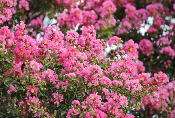 istock Crepe myrtle plant (Lagerstroemia indica) 2167445852