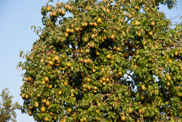 A pear tree full of ripe, golden pears under the late summer sun, symbolizing abundance and the approaching harvest season