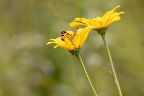 A Monarch butterfly is about to land in a flower garden.