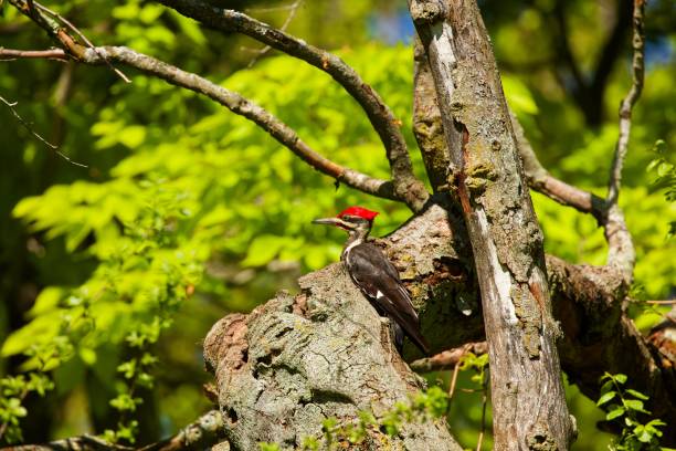 Male pileated woodpecker (Dryocopus pileatus) in the lush-green woods of early spring in New England, perched on a sugar maple tree covered in lichen, with copy space on the right