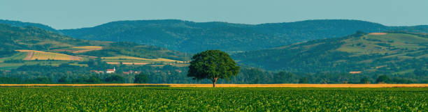 istock Lonely tree in cultivated field 2167449006