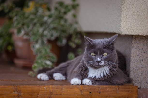 istock Domestic playful cat. 2167449476