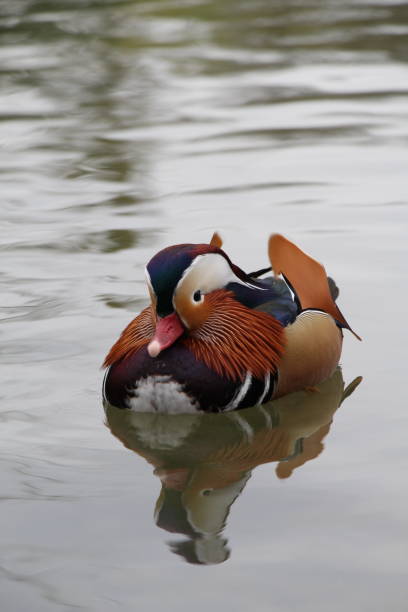 istock Cute special Ducks in natural Background 2167449916