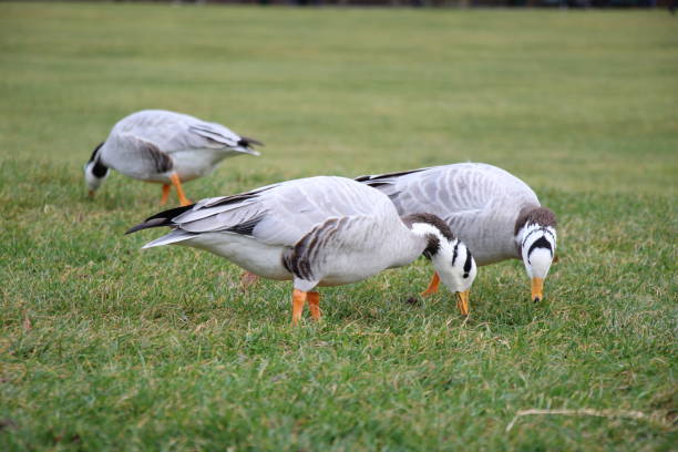 istock Cute special Ducks in natural Background 2167449943