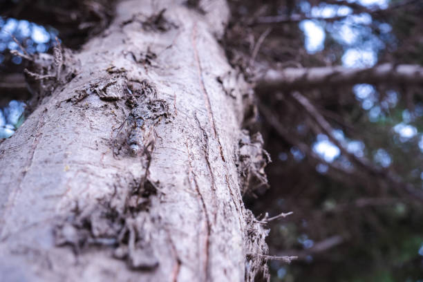 A detailed close-up of a cicada perched on a tree, showcasing its intricate features and natural camouflage in its environment.