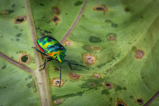 istock Jewel bugs or metallic shield bugs, Chrisocoris, Scutelleridae. 2167451868