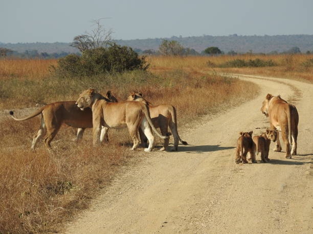 istock Lion female 2167451869