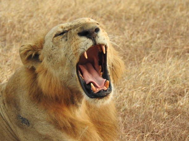 istock Male Lion 2167452273
