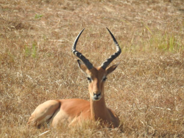 istock Safari Pictures 2167452548