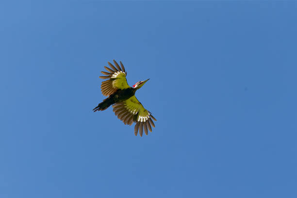 istock The pileated woodpecker 2167452608