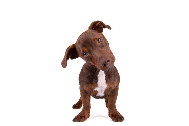istock Cute puppy, tilted head, isolated on white 2167452769