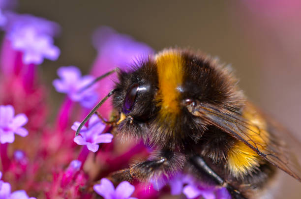 Bumblebee on a lavender flower.