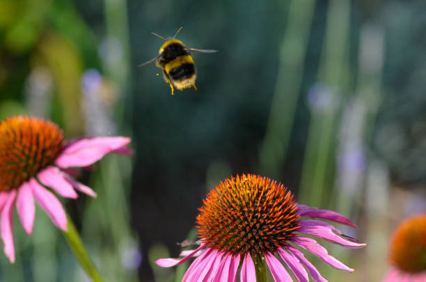 Macro photo of a buff tail bumble bee landing on a flower and collecting nectar