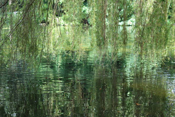 Weeping willow overhanging a lake, with green reflections in the still water
