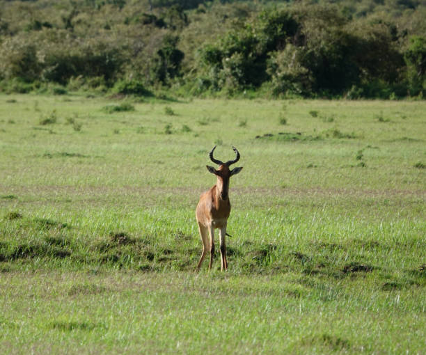 istock Safari Pictures 2167454588