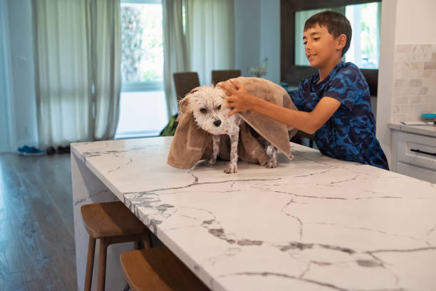 Young boy drying a wet and clean Morkie dog in the kitchen. Young boy drying a wet and clean Morkie dog in the kitchen. Boy is 10 year’s old and is wearing casual summer clothes. Horizontal waist up shot with copy space. This is part of a series taken in Florida, USA. small florida home stock pictures, royalty-free photos & images