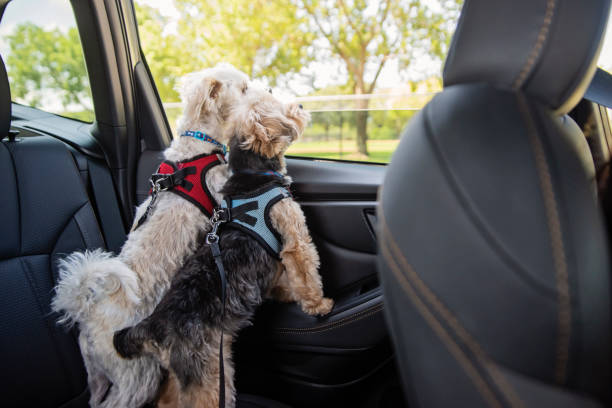 Two Morkies dogs looking through window on the backseat of a car. Two Morkies dogs looking through window on the backseat of a car. Palm trees and road in the background. Horizontal full length shot with copy space. This is part of a series taken in Florida, USA. small florida home stock pictures, royalty-free photos & images