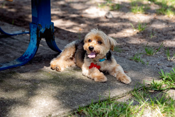 Senior Morkie dog resting at the off-leash dog park. Senior Morkie dog resting at the off-leash dog park. Dog is half blind and has arthritis. Horizontal full length shot with copy space. No people. This is part of a series taken in Florida, USA. small florida home stock pictures, royalty-free photos & images