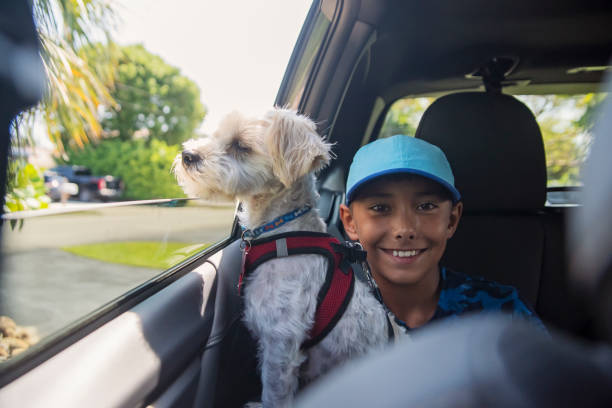 Preteen boy with a Morkie dog on the backseat of a car. Preteen boy with a dog on the backseat of a car with opened window. Boy is 10 year’s old and dog is a Morkie. Palm trees and road in the background. Horizontal waist up shot with copy space. This is part of a series taken in Florida, USA. small florida home stock pictures, royalty-free photos & images