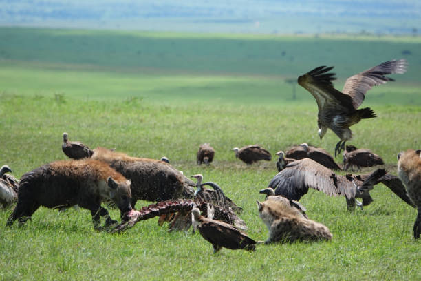 istock Safari Pictures 2167455240