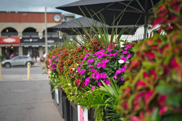 istock Vibrant Flower Display on Sidewalk 2167456088