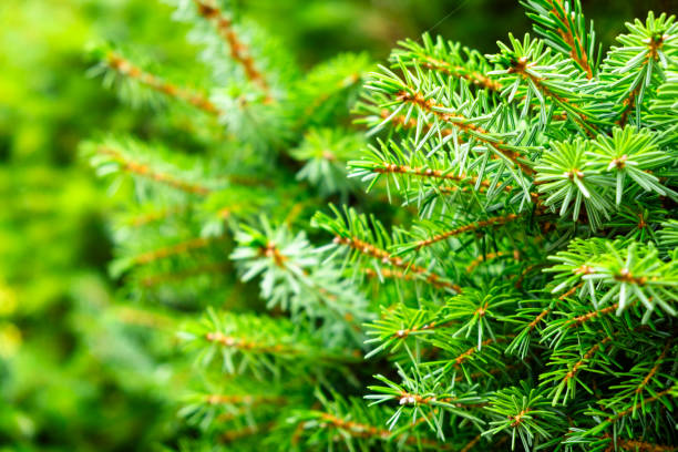istock Close-Up of Fresh Green Pine Tree Branches in Nature 2167456403