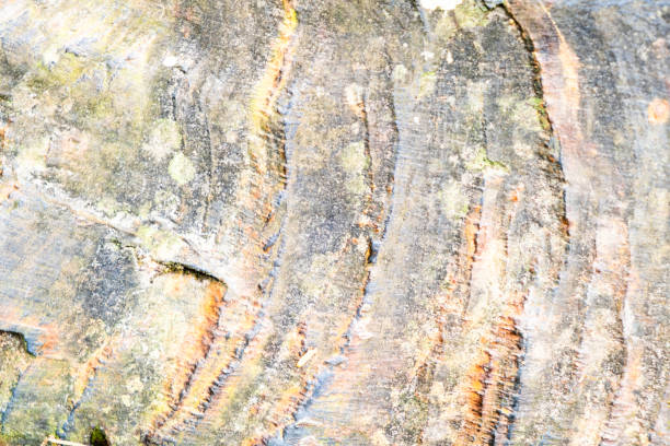 Close-Up Texture of Tree Bark with Natural Patterns and Lichen Growth in Sunlight.