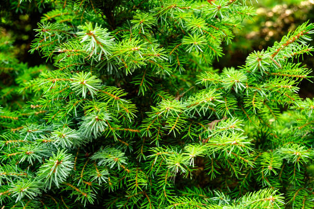 istock Close-Up of Lush Green Pine Tree Branches with Needles in Natural Forest Setting 2167456628
