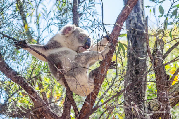 istock Cute koala bear resting on eucalyptus tree in its natural habitat on Magnetic Island, Queensland, Australia. 2167457609