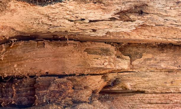 istock Rotted wood plank background 2167457713