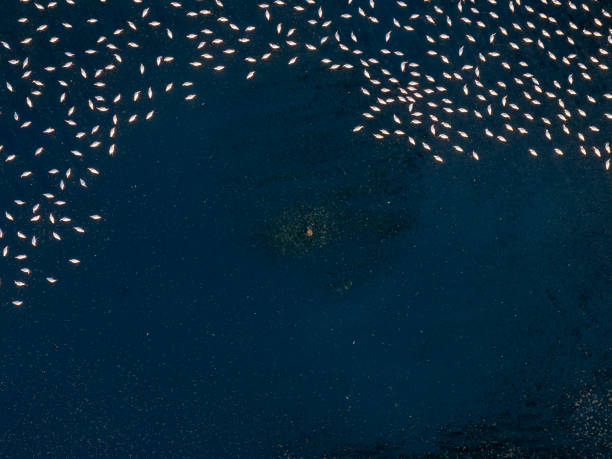 Flamingos resting and feeding on Salt Lake in Konya, Turkey. Taken with a drone.
