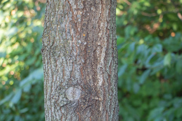 istock Close-up of a tree trunk with smooth bark, the tree standing in a garden with a blurred background 2167459494
