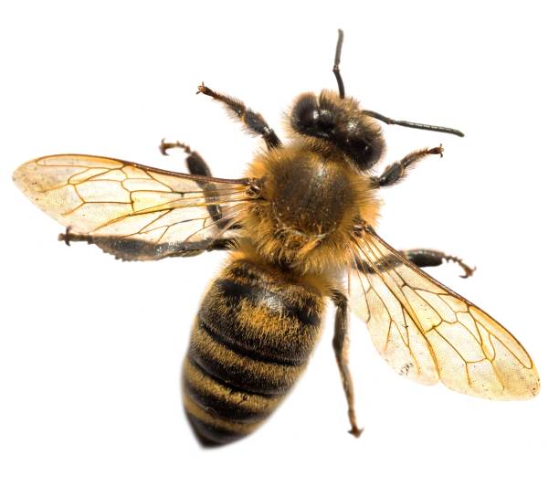 istock bee or honeybee in Latin Apis Mellifera on white 2167459679