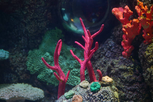 A breathtaking and stunning display of colorful corals found in a vibrant underwater environment