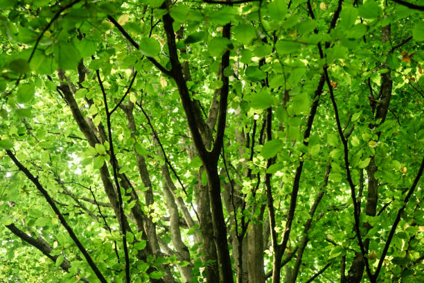 Lush Green Tree Canopy with Sunlight Filtering Through Leaves in Forest.