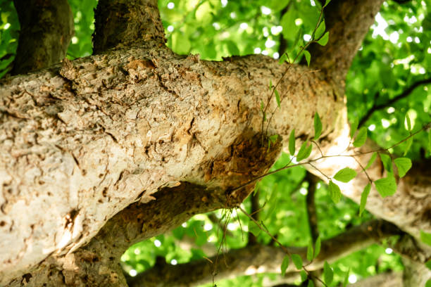 Close-Up of Tree Bark with Leafy Background in Daylight.