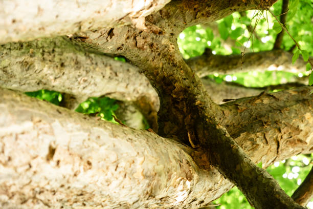 Abstract Close-up of Tree Branches with Green Leaves in Sunlight.