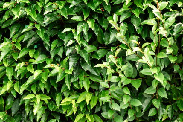 istock Dense Green Hedge with Lush Foliage Providing Natural Privacy and Tranquility 2167460296